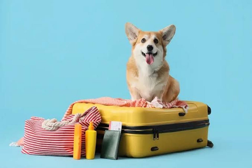 🦮 Como viajar com seu pet para o litoral de SC: documentos, transporte e hospedagem