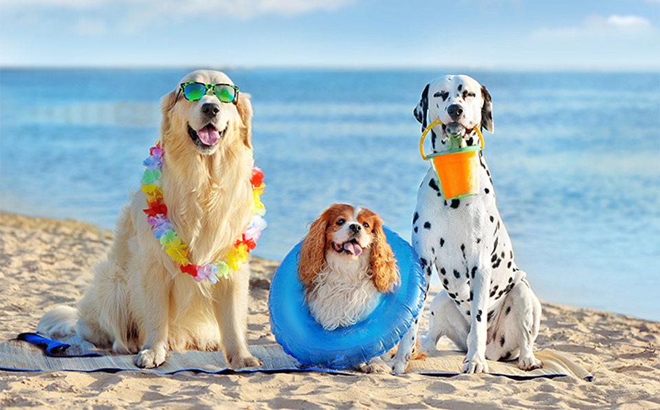 🏖️ Praias pet friendly em Balneário Camboriú, Itapema e Porto Belo
