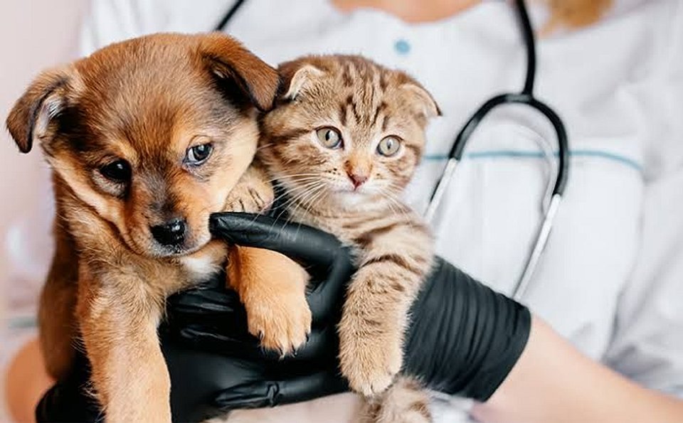 🐕 Veterinários, pet shops e serviços para pets em Balneário Camboriú, Itapema e Porto Belo